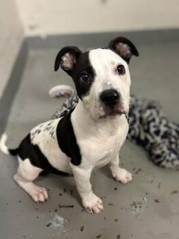 American Bulldog and Mixed Breed Dogs Available for Adoption in Gainesville, Florida - Jimmy Pesto | PetCurious
