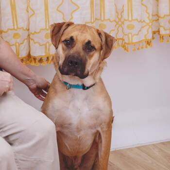 Shepherd and Mixed Breed Dogs Available for Adoption in Salt Lake City, Utah - Whiskey Whiskers | PetCurious