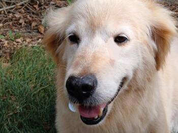 Rescue Golden Retriever Dogs for Adoption in Waterville, Ohio - Minna | PetCurious