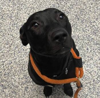 Sammy -  American Staffordshire Terrier Dog for Adoption in Golden, Colorado - Sammy | PetCurious