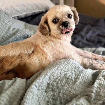 Shih Tzu Dogs Available for Adoption in Douglas, Georgia - Bunny | PetCurious