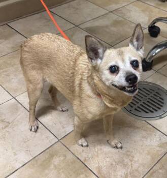 Empress (mcas) -  Chihuahua Dog for Adoption in Troutdale, Oregon - Empress (mcas) | PetCurious