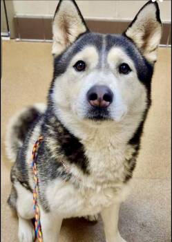 Rescue Siberian Husky and Husky Dogs for Adoption in Manhattan Beach, California - Ranger | PetCurious