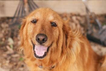 Miley -  Golden Retriever Dog for Adoption in Magnolia, Texas - Miley | PetCurious