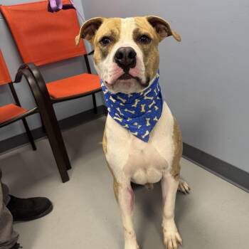 Atlas -  Terrier Dog for Adoption in Zanesville, Ohio - Atlas | PetCurious