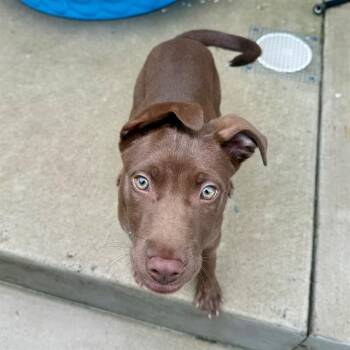 Pit Bull Terrier and Mixed Breed Dogs Available for Adoption in Leesburg, Virginia - BILLY | PetCurious