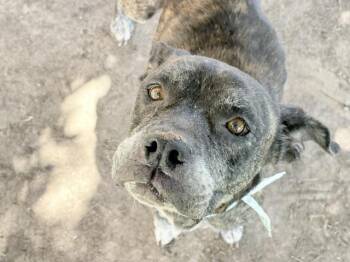 LIGAUN -  Pit Bull Terrier and Mixed Breed Dog for Adoption in Tulsa, Oklahoma - LIGAUN | PetCurious