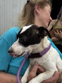 6e -  Jack Russell Terrier Dog for Adoption in Salisbury, Maryland - 6e | PetCurious