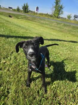 Jawcelyn -  Labrador Retriever Dog for Adoption in Blaine, Minnesota - Jawcelyn | PetCurious