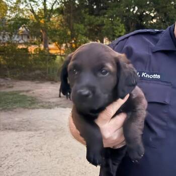 Mixed Breed Dogs Available for Adoption in Myrtle Beach, South Carolina - Godiva | PetCurious