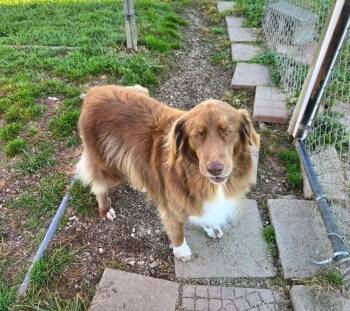 Annie O -  Australian Shepherd Dog for Adoption in Aurora, Indiana - Annie O | PetCurious