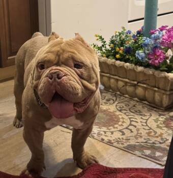 American Bulldog Dogs Available for Adoption - King * | PetCurious