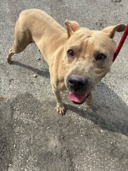 Rigatoni -  Pit Bull Terrier Dog Available for Adoption in New Braunfels, Texas - Rigatoni | PetCurious
