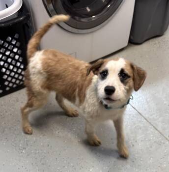 LUCY -  Mixed Breed Dog for Adoption in Rochester, Indiana - LUCY | PetCurious