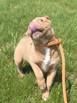 Labrador Retriever Dogs Available for Adoption in Muncie, Indiana - Lola | PetCurious