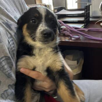 Cattle Dog Dogs Available for Adoption in Casa Grande, Arizona - Astraea | PetCurious