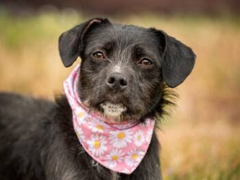 Betsy -  Terrier Dog for Adoption in Portland, Oregon - Betsy | PetCurious