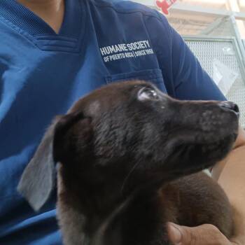 Macarena -  Mixed Breed Dog for Adoption in Guaynabo, Guaynabo - Macarena | PetCurious