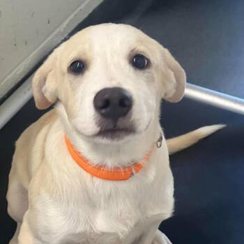 HOSS -  Labrador Retriever and Mixed Breed Dog for Adoption in Brock, Texas - HOSS | PetCurious