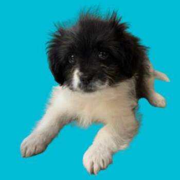 Havanese and Shih Tzu Dogs Available for Adoption - TUSC-Stray-83256 | PetCurious