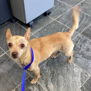 Chihuahua Dogs Available for Adoption in Clearwater, Florida - Keeper | PetCurious
