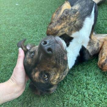 Katerina -  Mixed Breed Dog for Adoption in Matteson, Illinois - Katerina | PetCurious