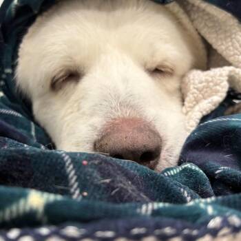 Great Pyrenees Dogs Available for Adoption in Austin, Texas - Marco Polo | PetCurious