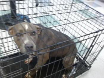 Pit Bull Terrier and Mixed Breed Dogs Available for Adoption in Oklahoma City, Oklahoma - ELIZABETH | PetCurious