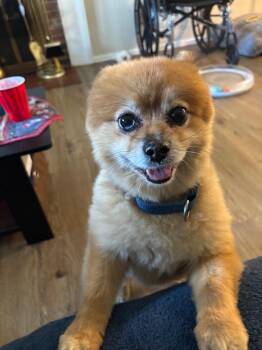 TEDDY -  Pomeranian Dog Available for Adoption in Brooksville, Florida - TEDDY | PetCurious