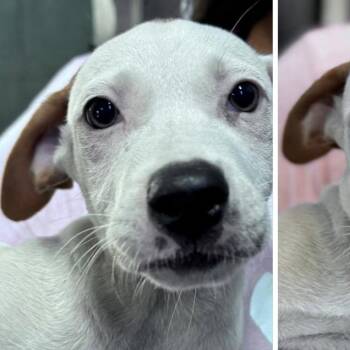 Frosty (20260831-03) -  Mixed Breed Dog for Adoption in Niagara Falls, Ontario - Frosty (20260831-03) | PetCurious