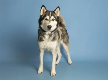 BENTLEY -  Husky Dog for Adoption in Phoenix, Arizona - BENTLEY | PetCurious