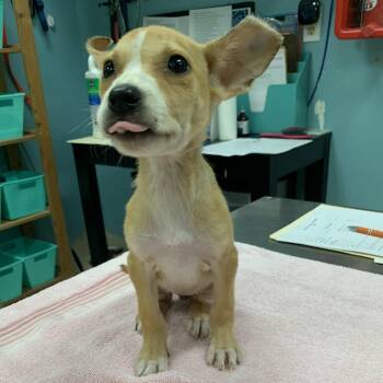 Kanga -  Mixed Breed Dog for Adoption in Fairfax Station, Virginia - Kanga | PetCurious