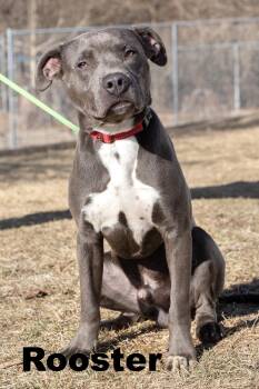 Mixed Breed Dogs Available for Adoption - Rooster | PetCurious