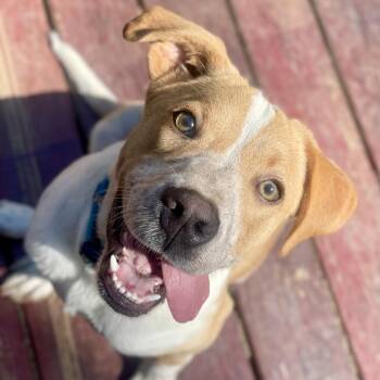 Labrador Retriever and Mixed Breed Dogs Available for Adoption in Fayetteville, Georgia - Biscotti | PetCurious