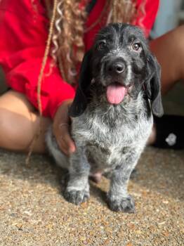 Callum (Lisa-fostered in TN) -  Basset Hound and Mixed Breed Dog for Adoption in Brighton, Tennessee - Callum (Lisa-fostered In TN) | PetCurious