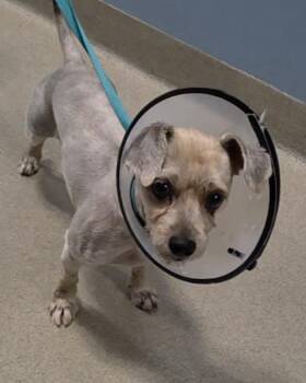 MAYA -  Yorkshire Terrier Dog for Adoption in Fort Lauderdale, Florida - MAYA | PetCurious