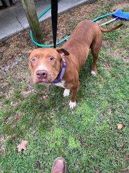 Rescue Terrier Dogs for Adoption in Winnsboro, South Carolina - Blanca | PetCurious