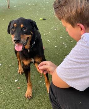 Rottweiler Dogs Available for Adoption - Dokie | PetCurious