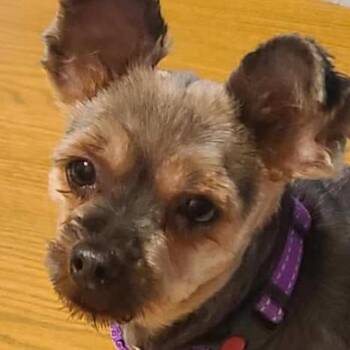 Zoey -  Yorkshire Terrier Dog for Adoption in Rochester, Minnesota - Zoey | PetCurious