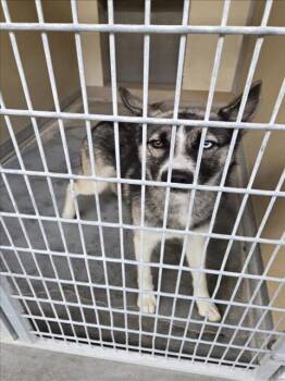 Rescue Husky Dogs for Adoption in Texas City, Texas - LIBERTY | PetCurious