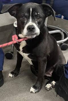 Boxer and Mixed Breed Dogs Available for Adoption - ICE | PetCurious