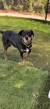 Ziggy -  Beagle Dog for Adoption in Pawleys Island, South Carolina - Ziggy | PetCurious