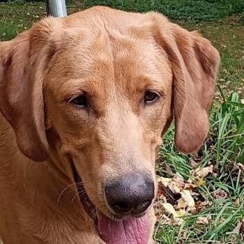 Charlie -  Labrador Retriever and Labradoodle Dog for Adoption in Jay, New York - Charlie | PetCurious