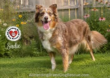 Sadie -  Australian Shepherd Dog for Adoption in Joliet, Illinois - Sadie | PetCurious