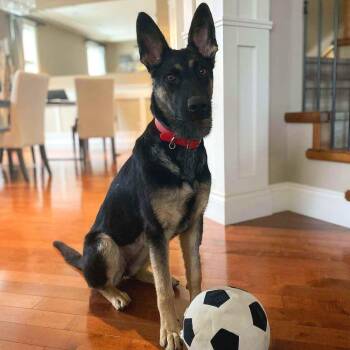 Rescue German Shepherd Dog Dogs for Adoption in Abbotsford, British Columbia - Lushka | PetCurious