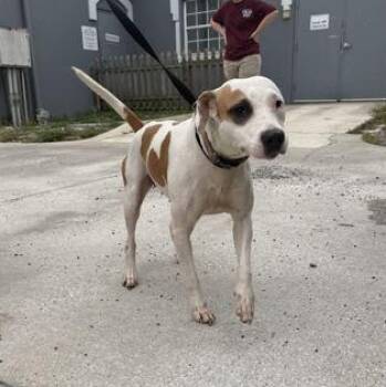LILLY -  Mixed Breed Dog for Adoption in Fernandina Beach, Florida - LILLY | PetCurious