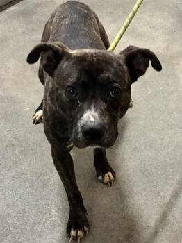 ELI -  Pit Bull Terrier Dog for Adoption - ELI | PetCurious