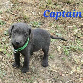 Captain Cheer -  Black Labrador Retriever and Shepherd Dog for Adoption in Andover, Massachusetts - Captain Cheer | PetCurious