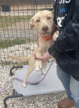 Rescue Husky and Labrador Retriever Dogs for Adoption in Chester, New Jersey - Bernice | PetCurious