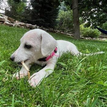 Rescue Golden Retriever Dogs for Adoption in Denver, Colorado - Eggplant | PetCurious